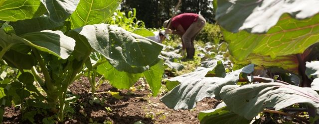 Ein Flüchtling arbeitet in einem Garten in einem Gemüsebeet